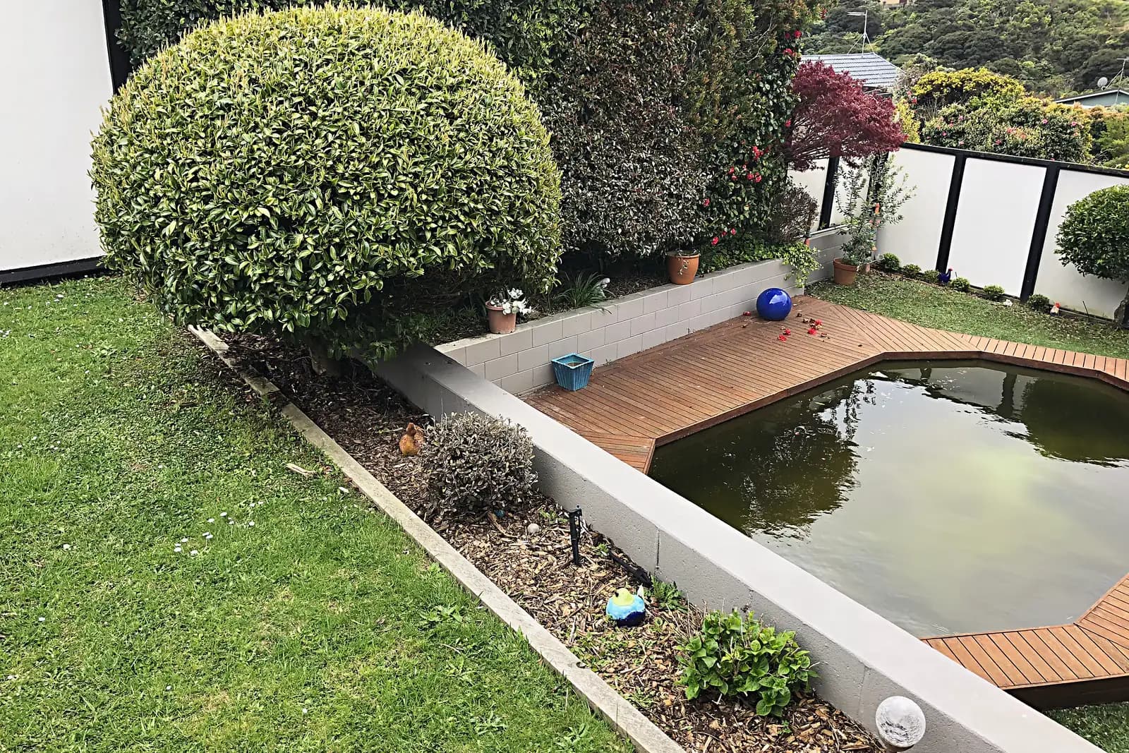 Pond with timber deck edging in a back garden, Camborne
