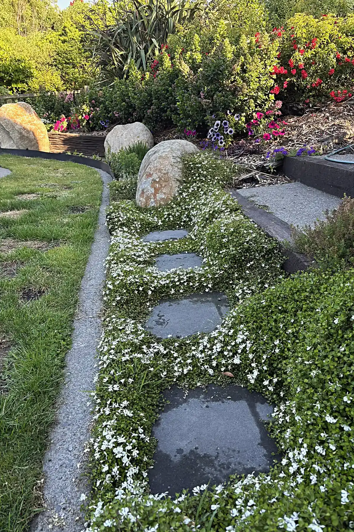 Stepping stones through ground cover beside a lawn, Plimmerton