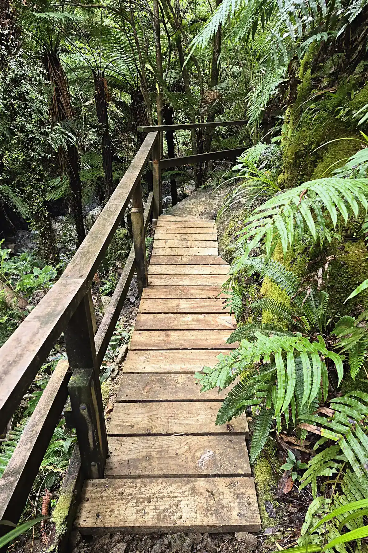 Timber steps and handrail on a bush track, Wainuiomata
