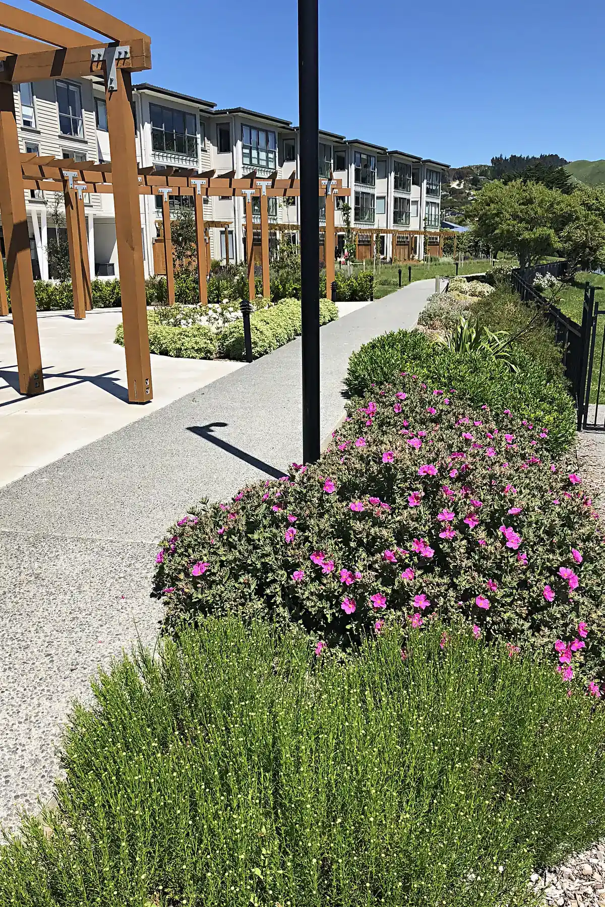 Path beside flowering planting and a pergola, Whitby
